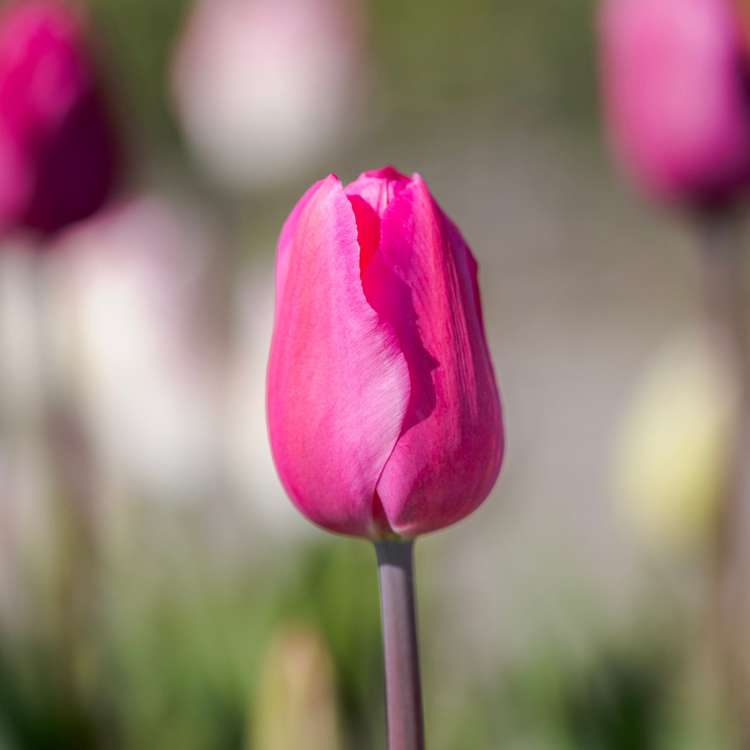 Tulpe 'Don Quichotte'